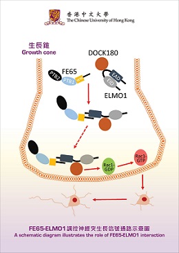 A schematic diagram illustrates the role of FE65-ELMO1 interaction. In a growth cone, FE65 recruits the complex of ELMO1 and DOCK180, and together they form FE65-ELMO1-DOCK180 complex. It is targeted to the plasma membrane to promote Rac1 activation and thereby neurite outgrowth.